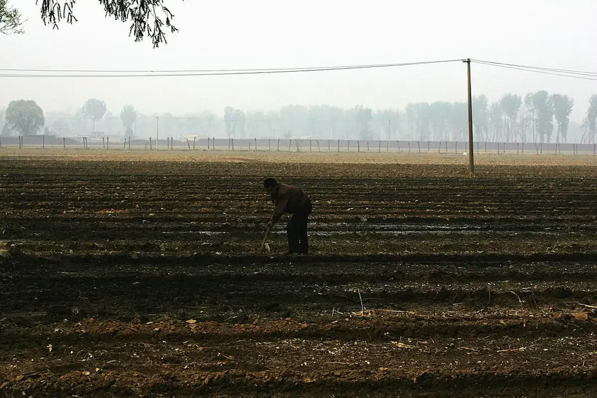 AI Advice Leads to Total Destruction of Sesame Crop
