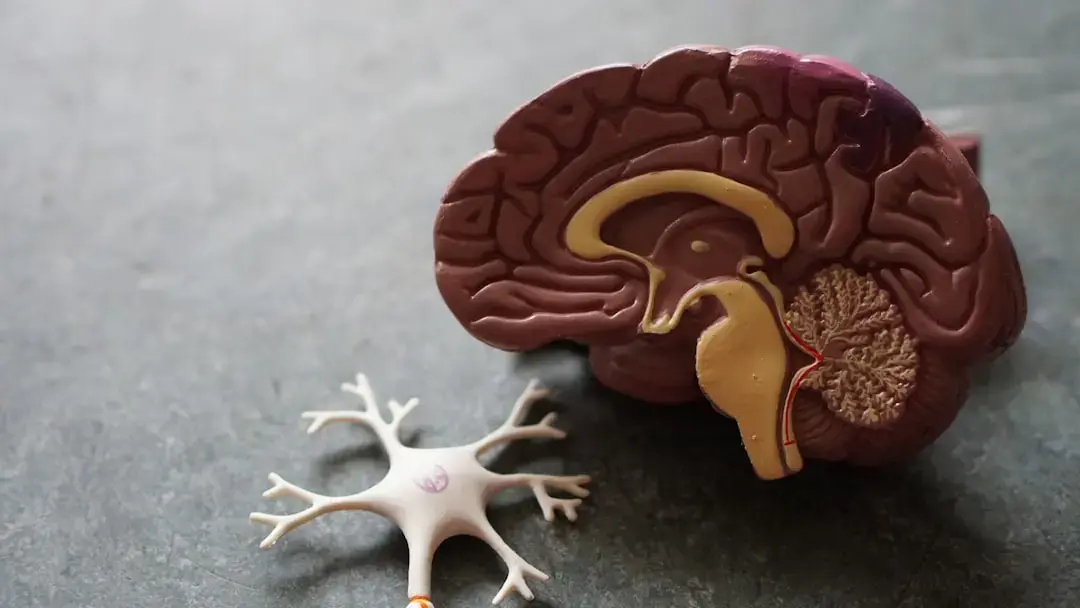 Brain Tumor Hijacks Neural Activity to Fuel Its Growth, Study Shows