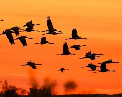 Climate Crisis Triggers Alarming Decline in Migratory Bird Populations