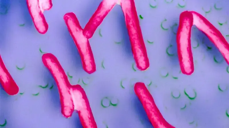 Experimental Oral Vaccine Shows Promise Against Invasive Diarrhea