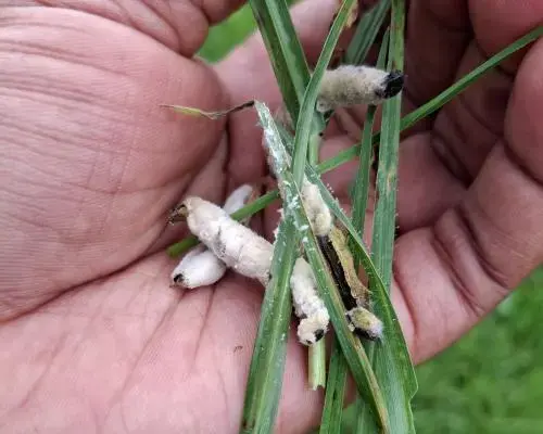 Fungus Offers New Hope Against Destructive Armyworm