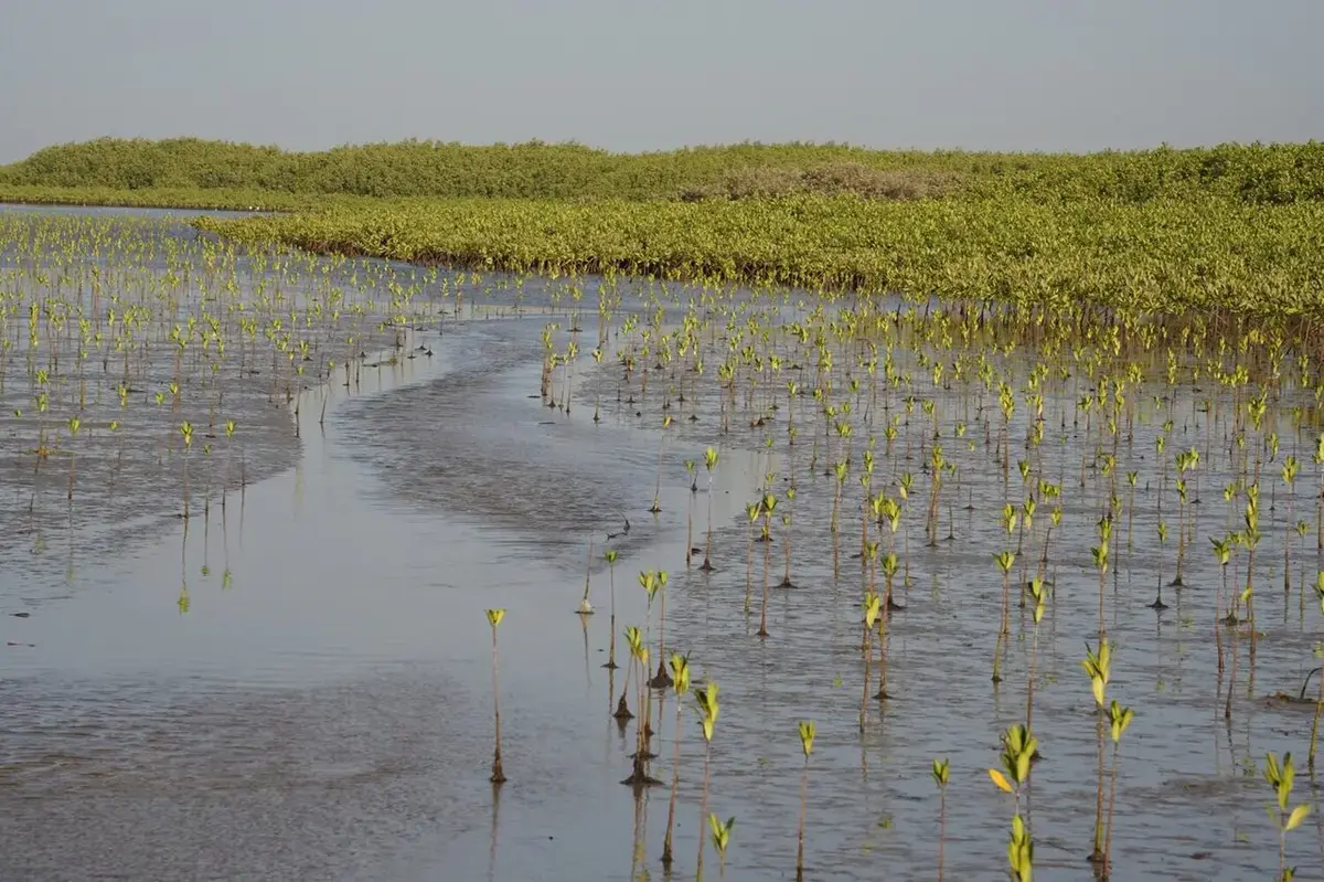 Global Mangrove Cover Sees Positive Growth Amid Significant Regional Losses