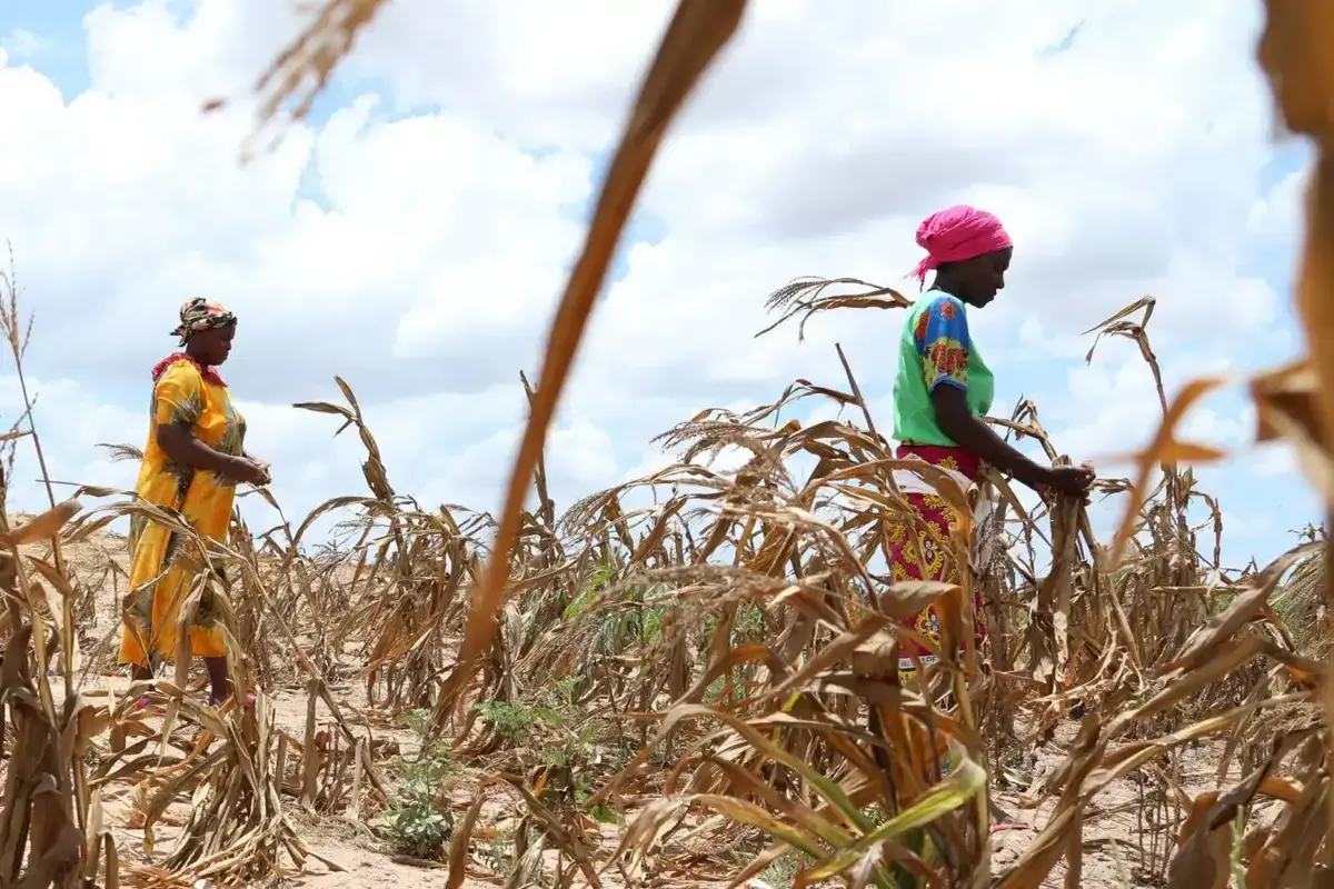 Global Warming Causes Over $20 Billion in Annual Crop Losses