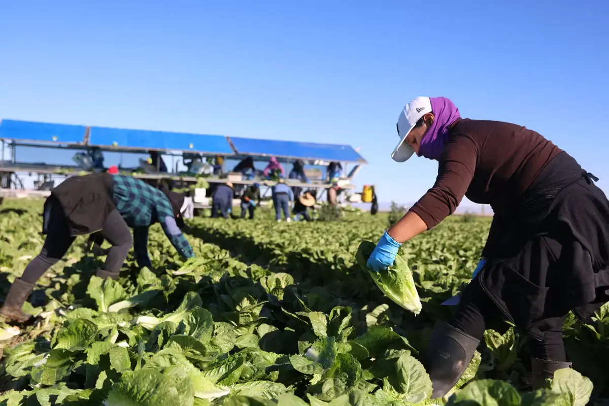 Lettuce Supplier Linked to Nationwide Cyclosporiasis Outbreak, Officials Say