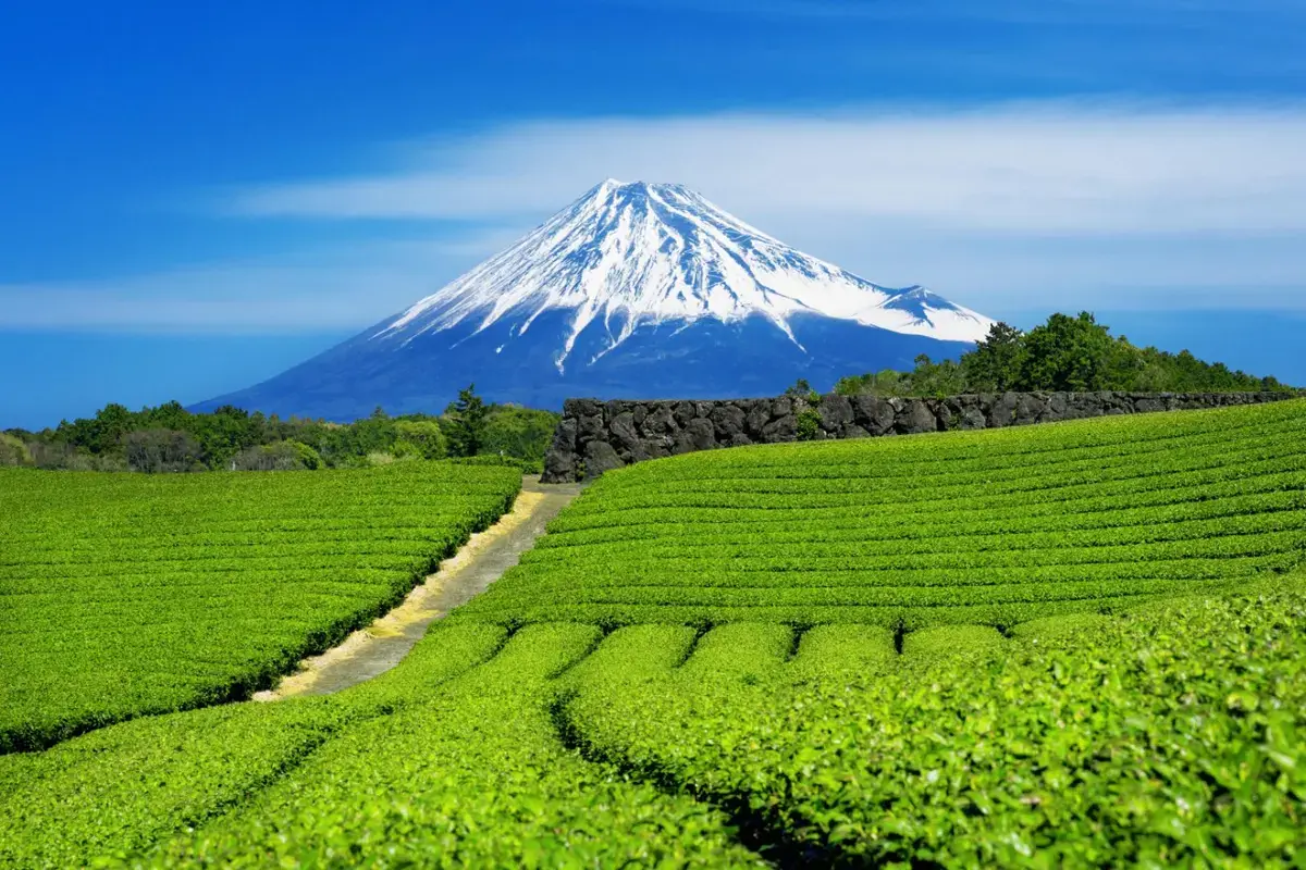 Matcha Under Threat: Can Genetics Offer a Solution?