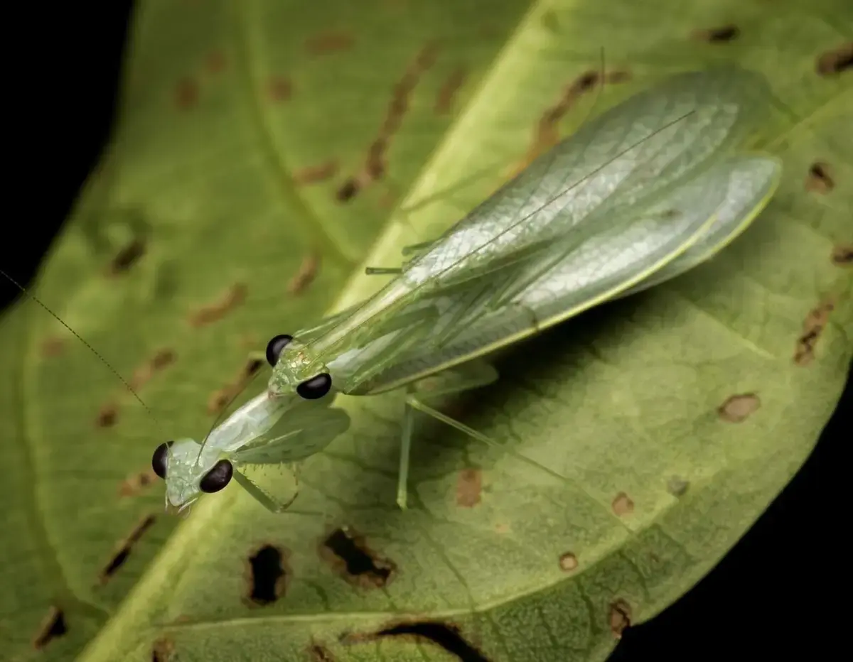 New Leaf-Planking Praying Mantises Identified in Urban Areas