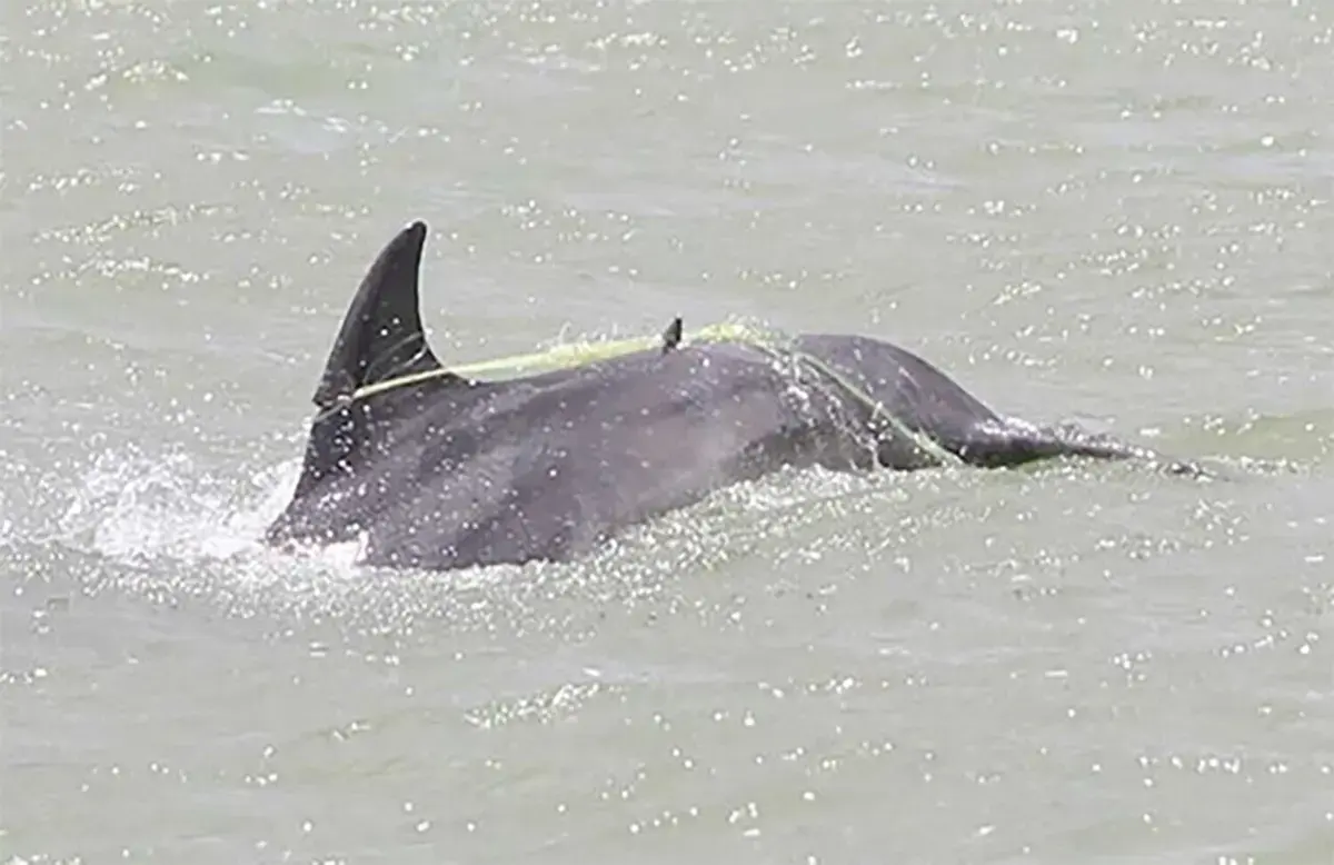 Whale Entanglements Cause Long-Term Suffering