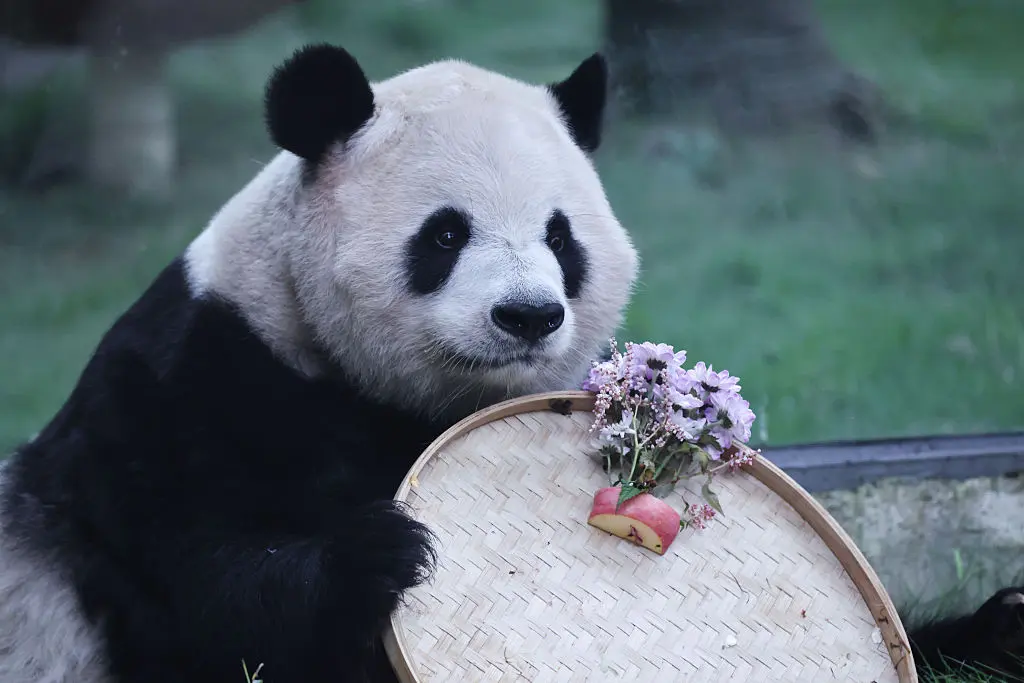 China Renews Panda Diplomacy to Ease Tensions with the United States