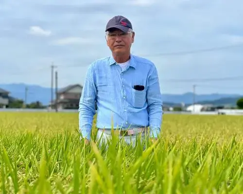 Japanese Farmers Turn to Heat-Resistant Rice Varieties Amid Rising Temperatures
