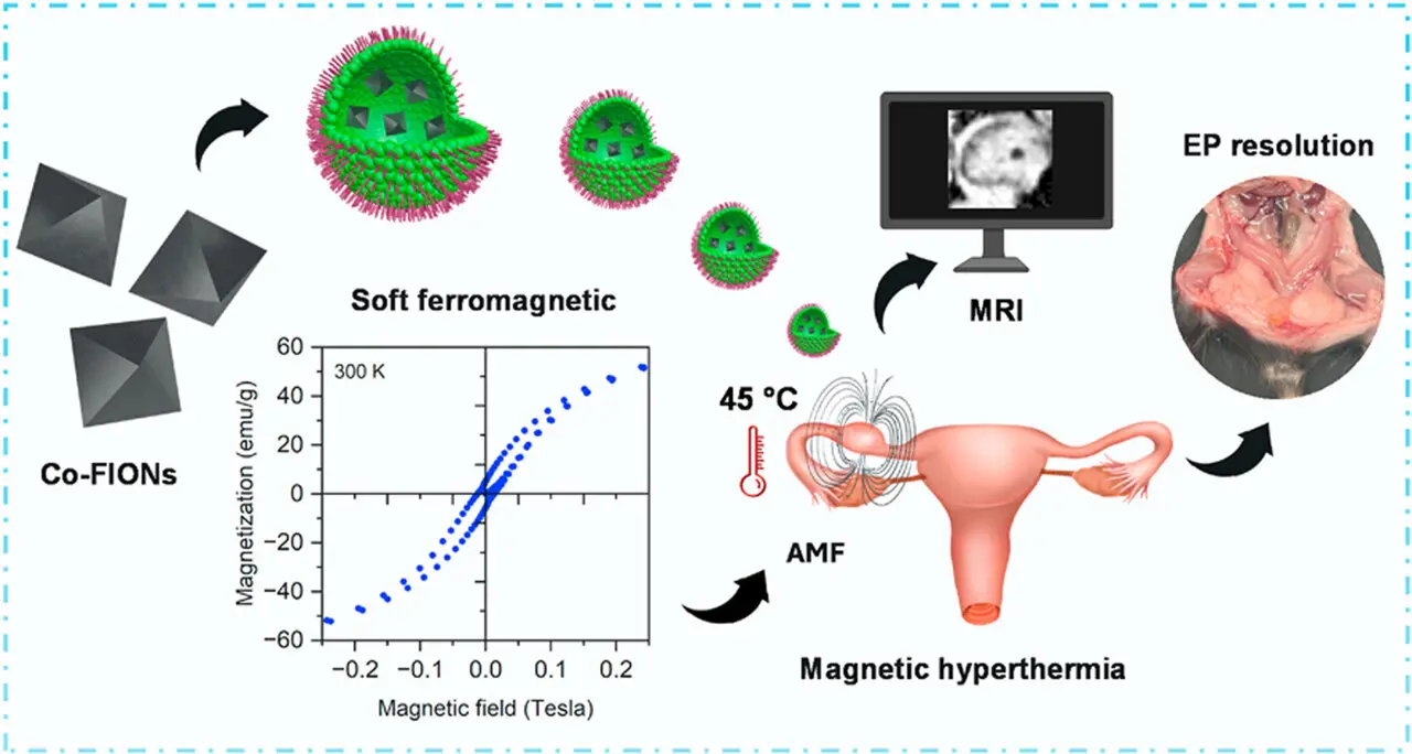 Magnetic Nanoparticles Show Promise in Treating Ectopic Pregnancy in Mice