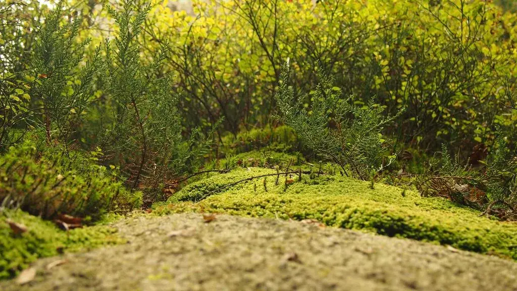 Senior EU officials call for new Europe-wide taxes in upcoming budget