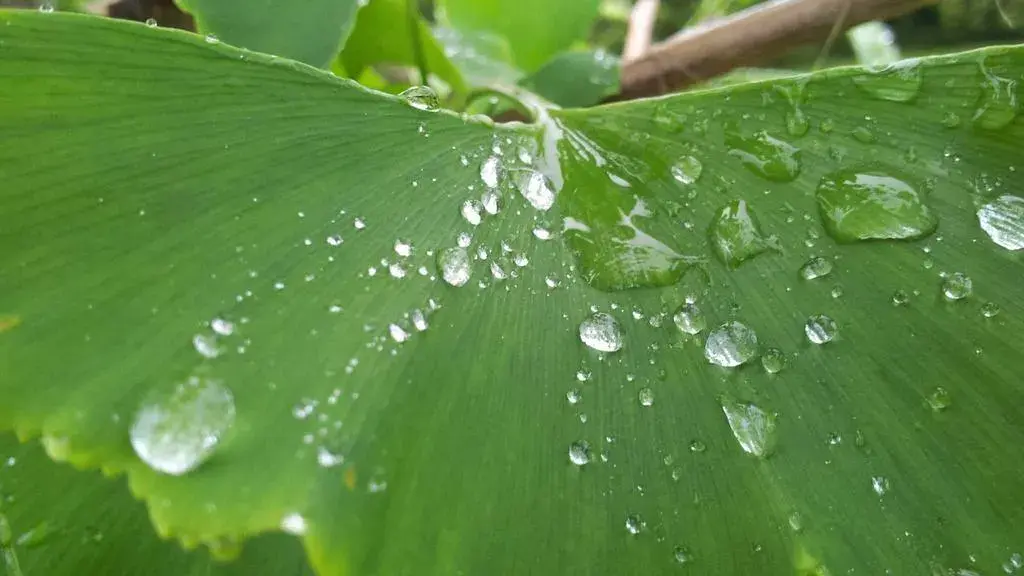 Ten thousand years of crop history hide shared climate secrets