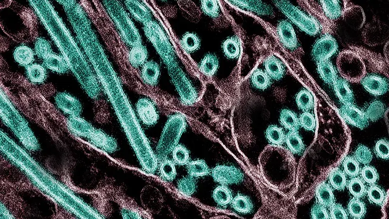 AI Assistance in High-Risk Avian Influenza Research Sparks Safety Concerns