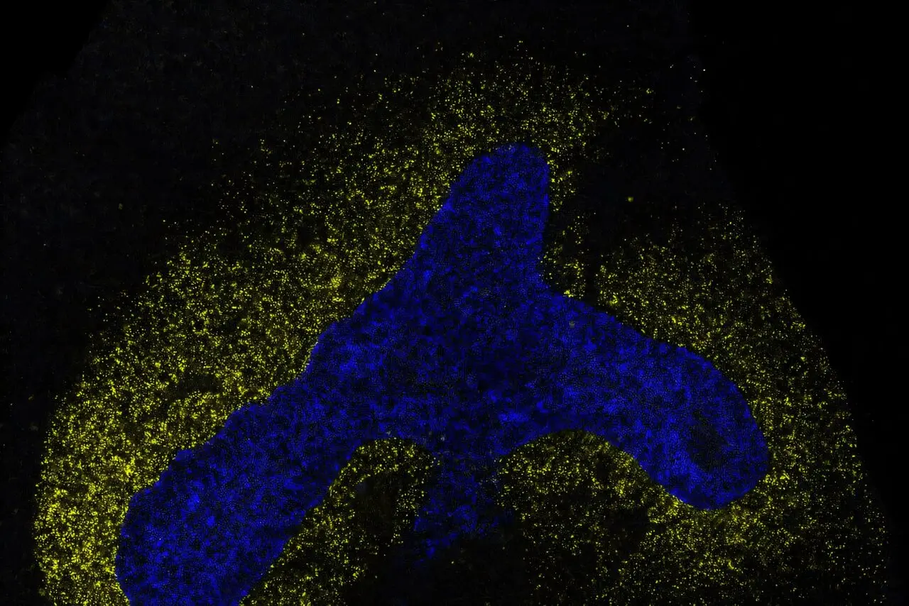 AI Discovers a Common Language That Directs Cell Fate in Developing Embryos
