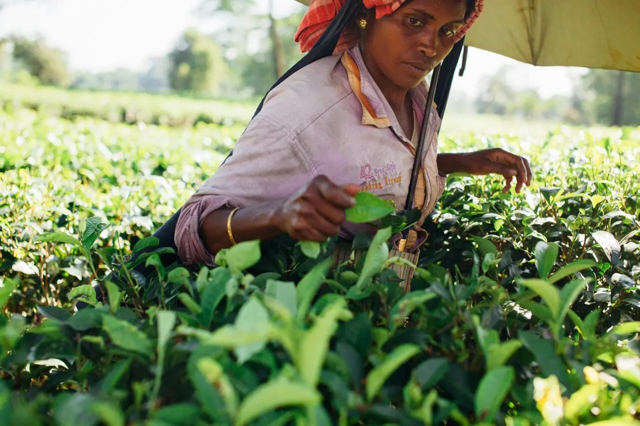 Women farmers require improved access to capital to leverage artificial intelligence