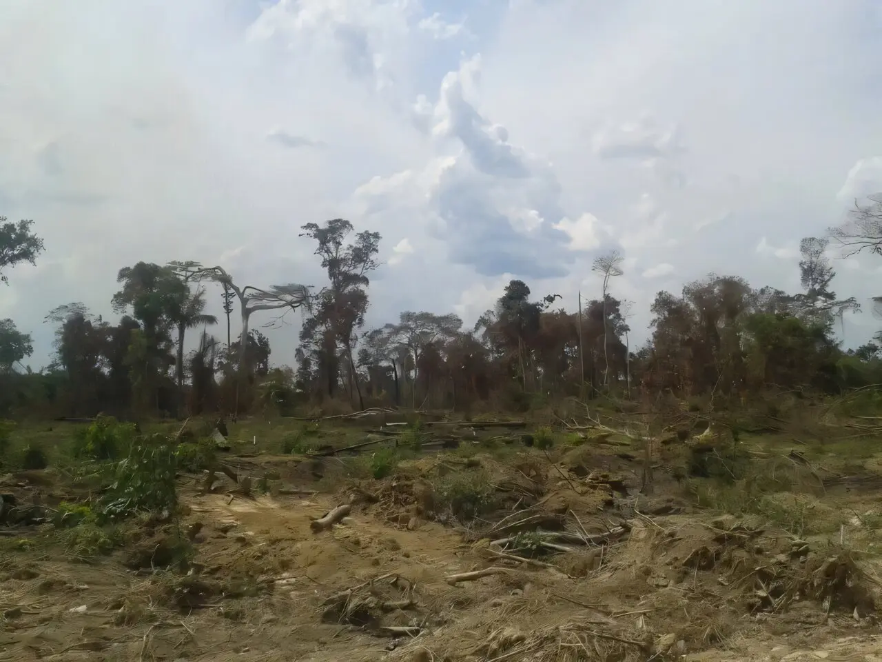 Forest Law Enforcement Boosts Conservation on Brazil’s Agricultural Edge