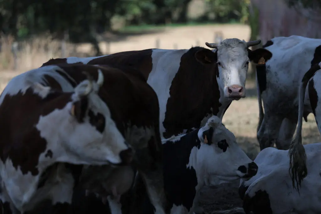 France Records First Human Death From Shamonda Virus