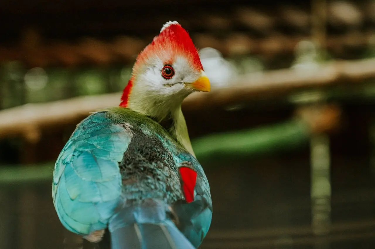 Guatemala Secures First Native Bird Species in Major Taxonomic Update