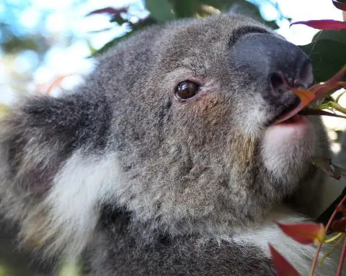 Koala Chlamydia Vaccine Under Scrutiny After Queensland Study Flags Flaw