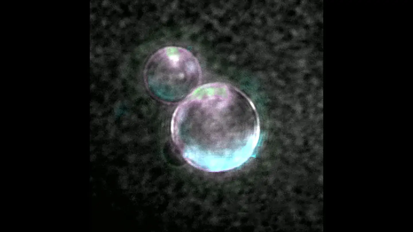 Lab-Created "SpudCells" Advance Synthetic Life Research