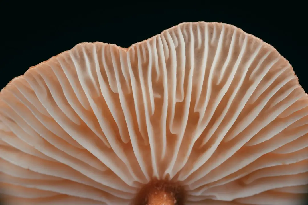 A dangerous fungus has become resistant to all major antifungal medications
