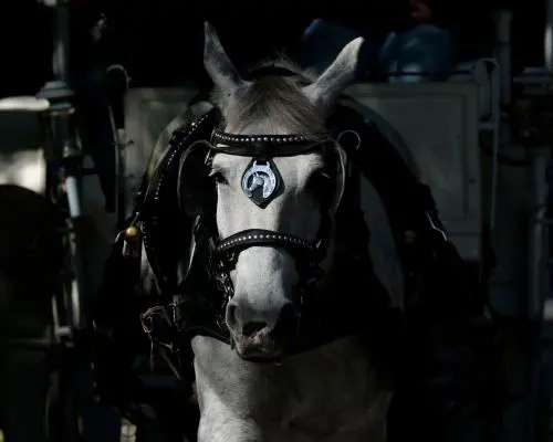 NYC Council Approves Ban on Horse‑Drawn Carriages by 2028