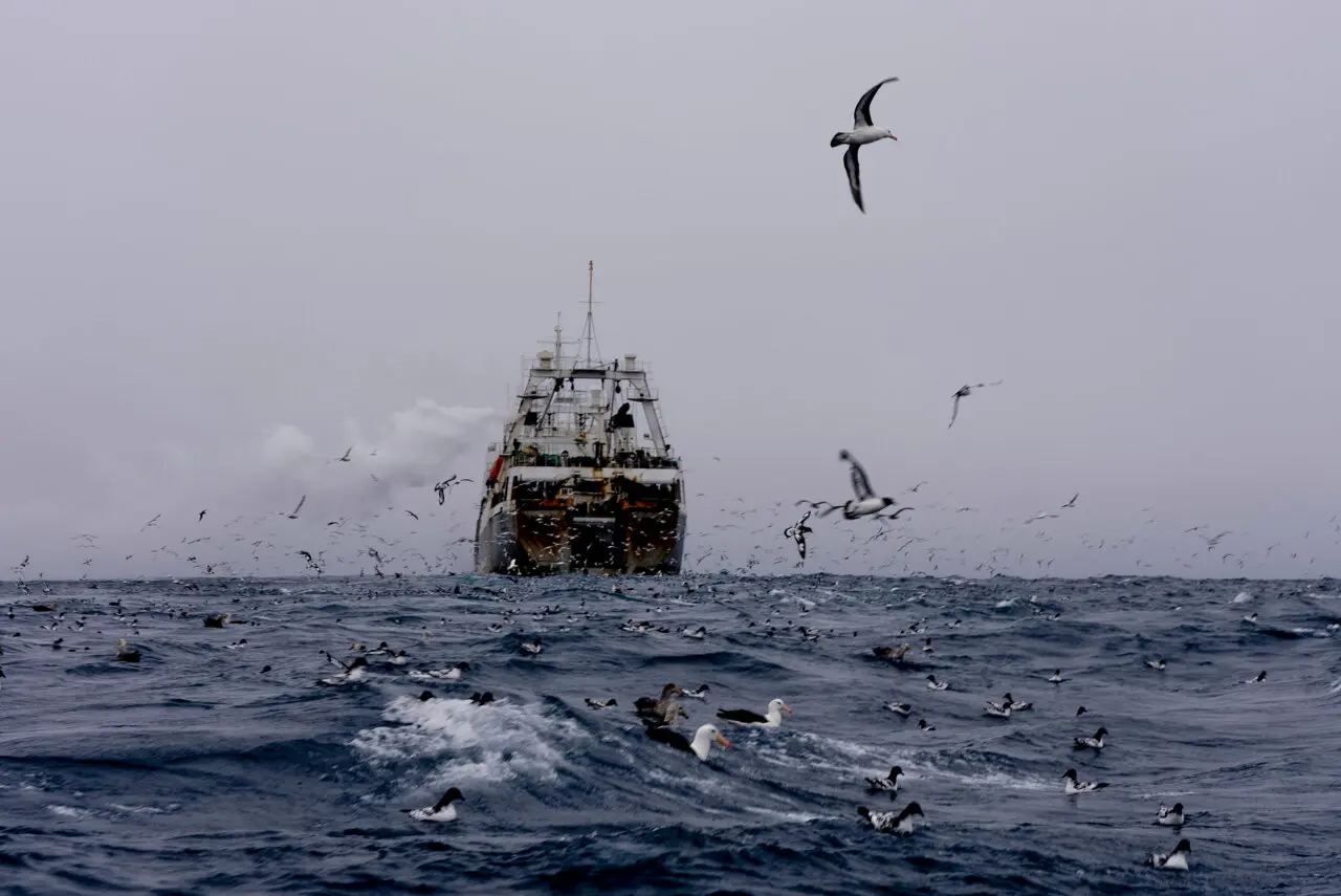 Oceanographer urges halt to Antarctic krill fishing amid global quota talks