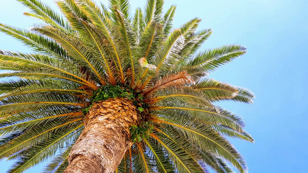 Palm Oil Prices Hover Amid Conflicting Supply Forecasts
