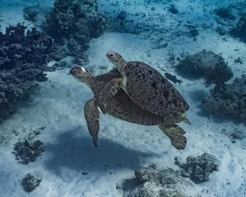 Rare corals and endangered whales face threat from offshore gas drilling in Western Australia