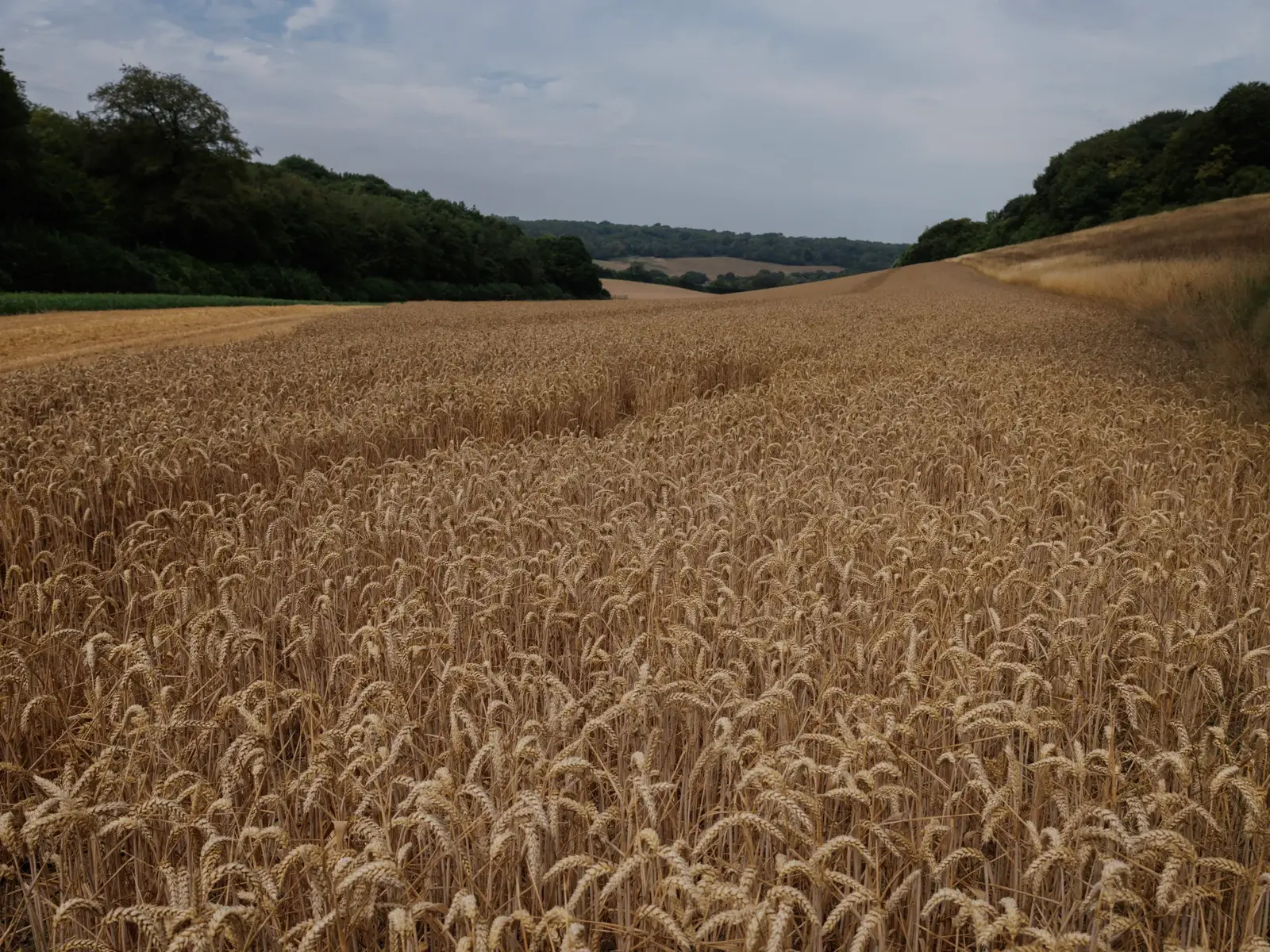 War and heat drive global wheat prices to new highs